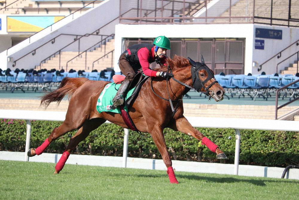 【画像・写真】【香港ヴァーズ】ライラック　しっかり2F21秒5「状態はいい」