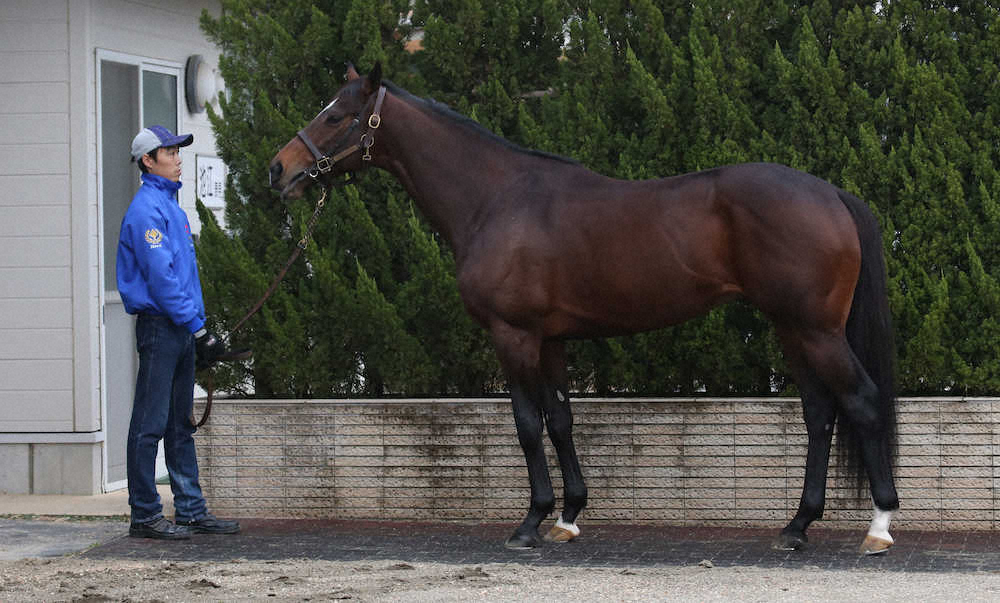 【画像・写真】【有馬記念】アルアイン70点　口を開いて立ち方不安定