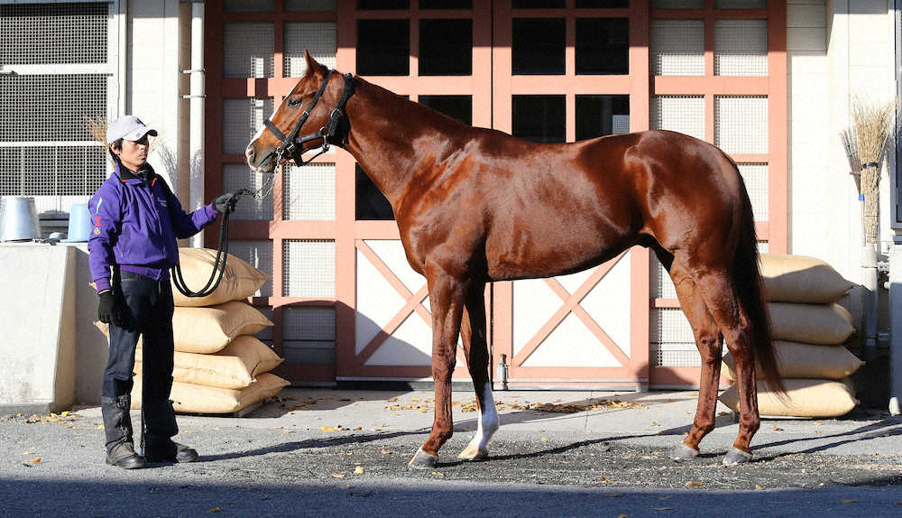 【画像・写真】【有馬記念】シュヴァルグラン70点　毛ヅヤ良好でも遠慮気味