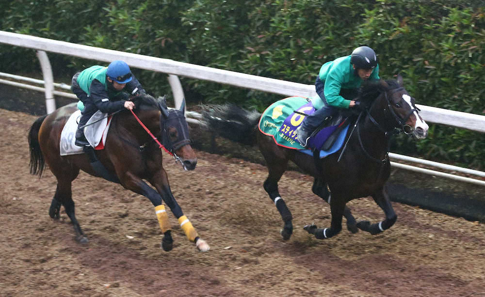 【画像・写真】【有馬記念】スティッフェリオ　4F52秒5高評価「2500メートルは良さそう」