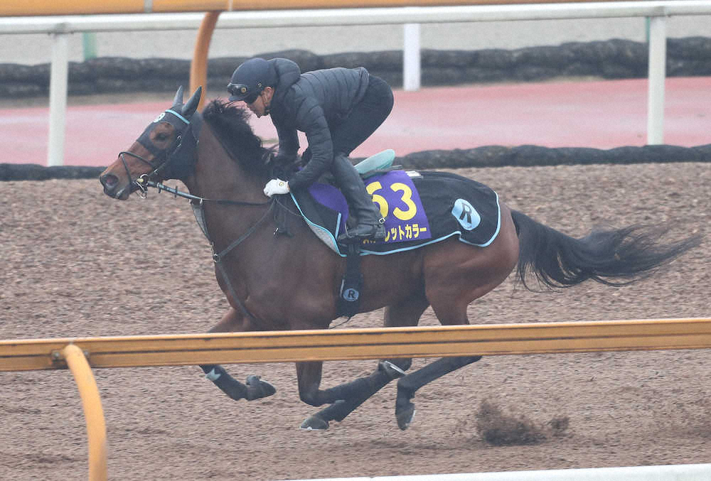 【画像・写真】【有馬記念】スカーレット　大金星OK!馬なり6F82秒5