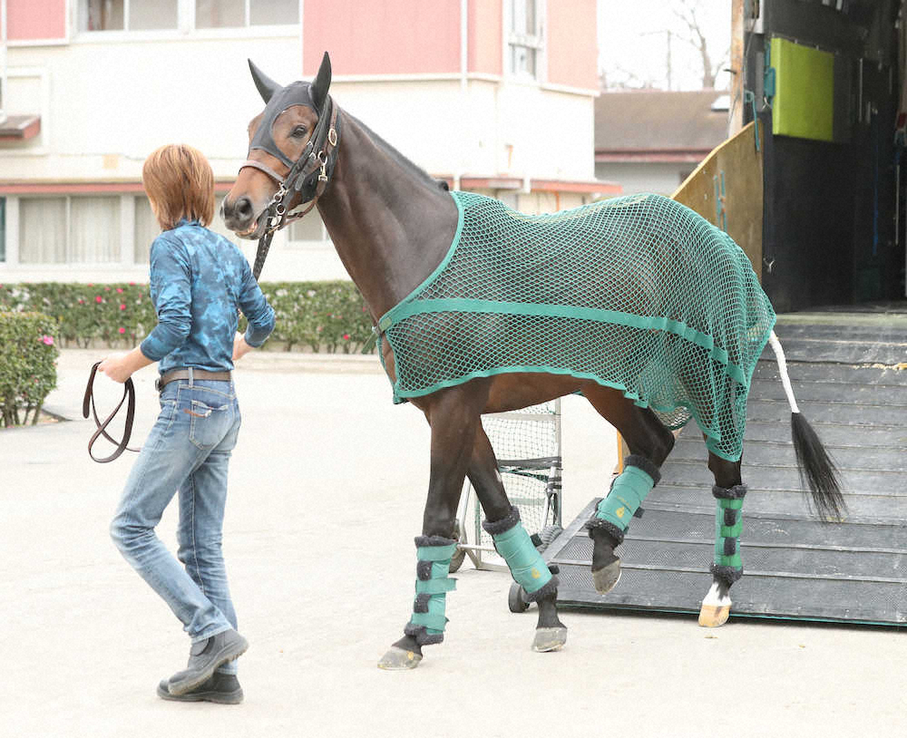 【画像・写真】【有馬記念】（10）サートゥルナーリア　テンションが鍵も若駒の逆襲へ