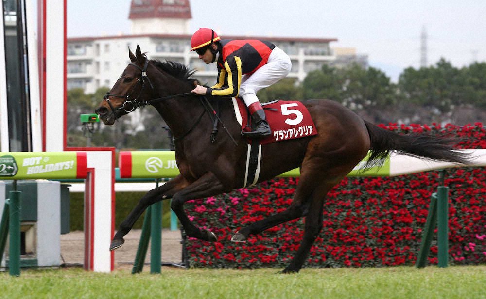 【画像・写真】【阪神C】アレグリア、独走重賞3勝目！レースレコード＆史上最大着差