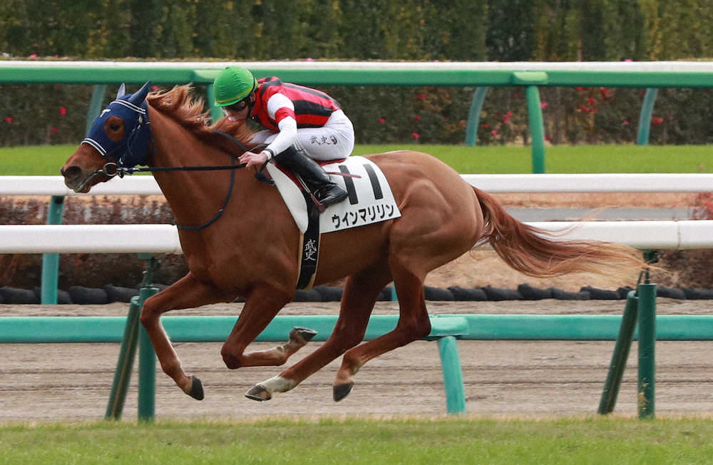 【画像・写真】【中山新馬戦】ウインマリリン、積極的な競馬V　横山武「しまいの伸びも良かった」