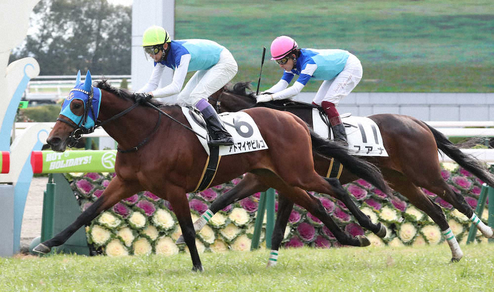 ＜京都6R新馬戦＞フアナ（右）に3/4馬身差をつけデビュー戦で勝利のアドマイヤビルゴ