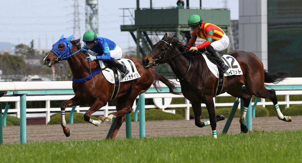 ＜阪神5R新馬戦＞ゴール前、内から抜け出し勝利するトリンカデイラ（左）（撮影・亀井　直樹）