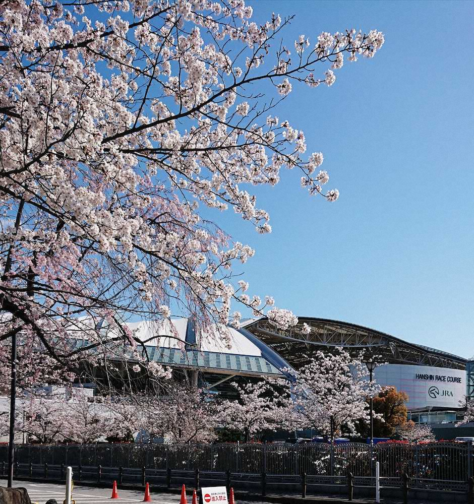 阪神競馬場周辺の桜はキレイに咲き誇っている（撮影・小林　篤尚）