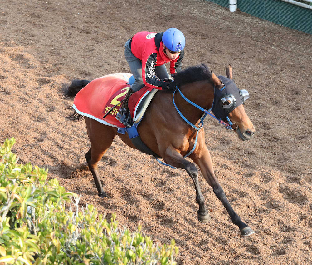 【画像・写真】【桜花賞】ヤマカツマーメイド　鋭伸11秒9!池添も動き絶賛