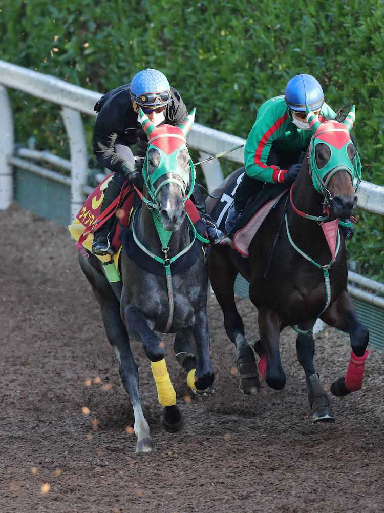 和田が乗り、併せ馬で追い切られるウインマイティー（左）