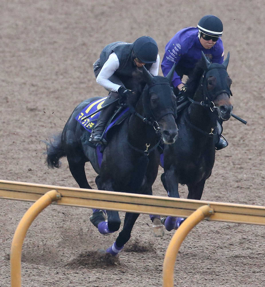 ＜日本ダービー＞併せ馬で追い切られたマイラプソディ（左）。右はポタジェ（撮影・亀井　直樹）
