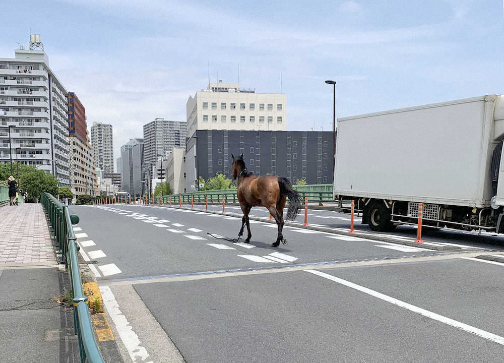 大井競馬場付近の道路を走る馬