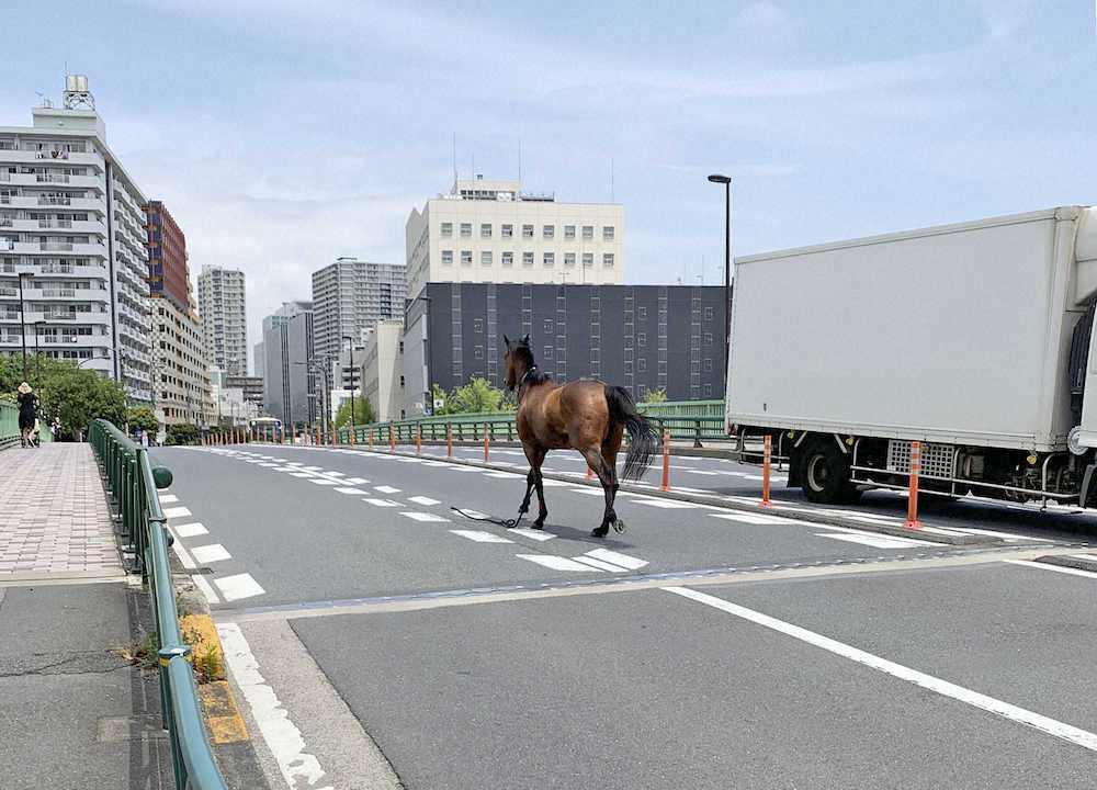 【画像・写真】【大井】誘導馬が脱走、公道で車と衝突事故…ワンボックスカー運転手負傷