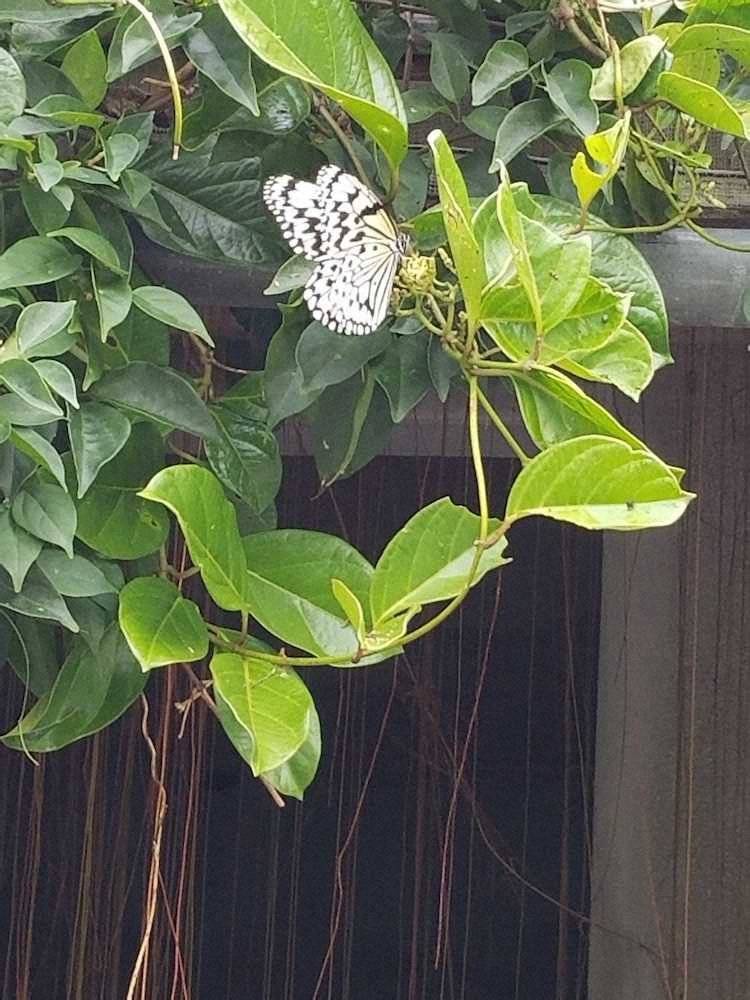 沖縄の県蝶・オオゴマダラ
