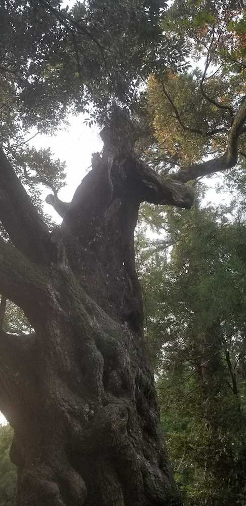 勝馬神社の椎の木に宿る馬の精霊