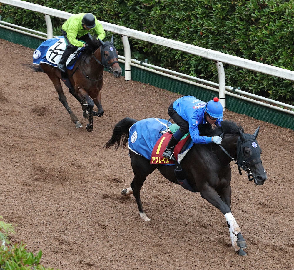 藤井勘一郎騎手を背に坂路で併せ馬で追い切るアブレイズ（右）