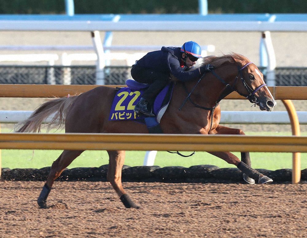 【画像・写真】【菊花賞1週前追い】バビット、内田納得の力強い伸び「やれるだけのことはやった」