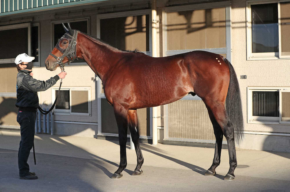 【画像・写真】【有馬記念】オセアグレイト75点　ヒ腹からトモ寂しい…磁気テープで血行改善を図る