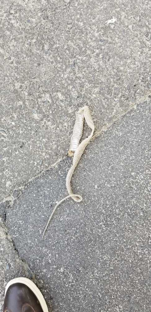 6月 美浦トレセンで見つかった白蛇の脱け殻 スポニチ Sponichi Annex ギャンブル