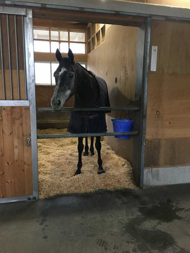 有馬記念を制したクロノジェネシスはレースから一夜明けた28日、栗東トレセンの馬房でゆったり静養した