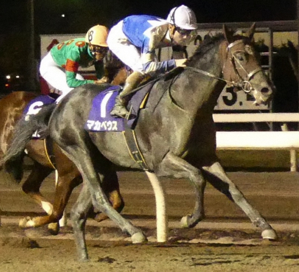 【画像・写真】【大井・京浜盃】成長マカベウスの復帰戦に注目!米谷師「調教がしやすかった」