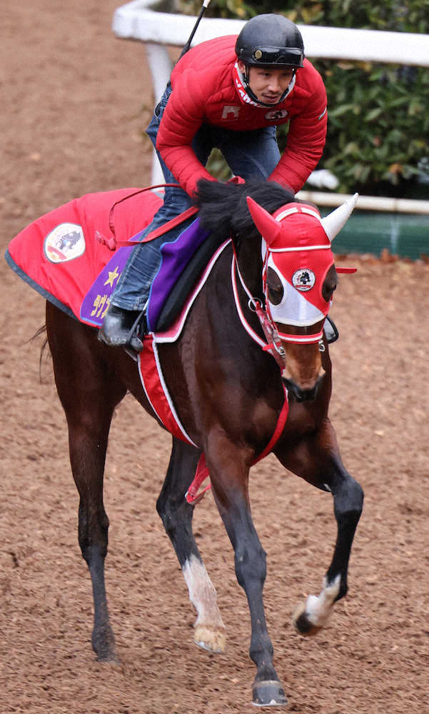 【画像・写真】【ドバイシーマC】ラヴズオンリーユー　鞍上マーフィー自信「とてもいい状態キープしている」