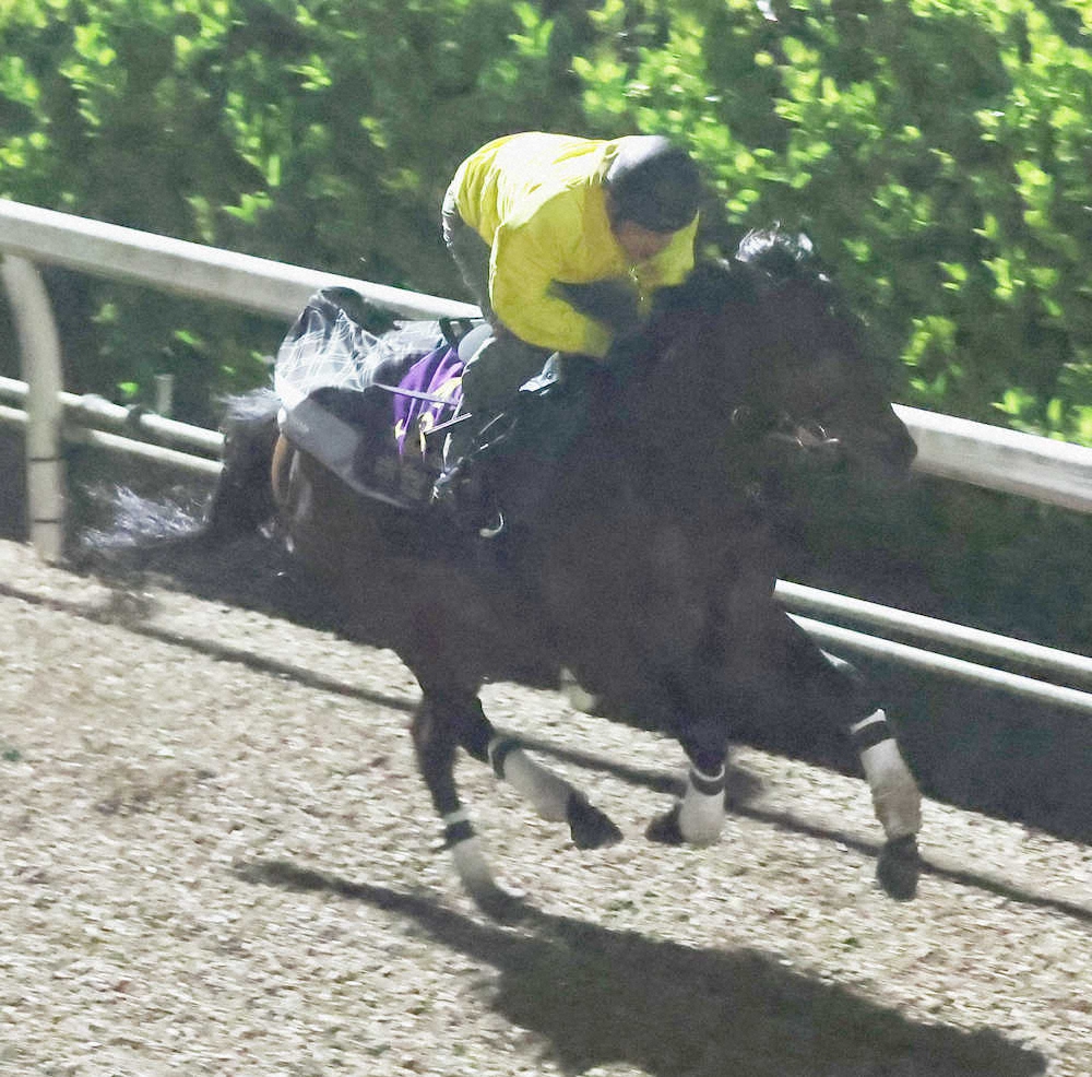 【画像・写真】【香港チャンピオンズデー】キセキ、軽めに坂路単走　辻野師「落ち着いて走れていた」