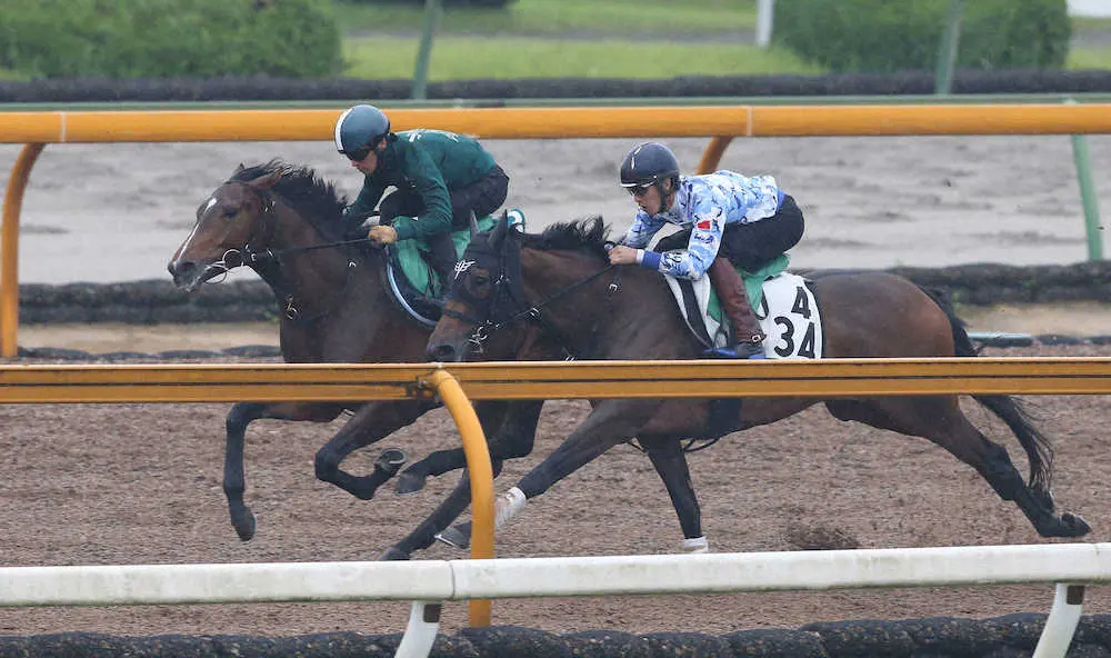 16日、川田将雅騎手を背にCウッドをカゼノタニノアヤカ（右）と併せ馬で追い切るダノンスコーピオン