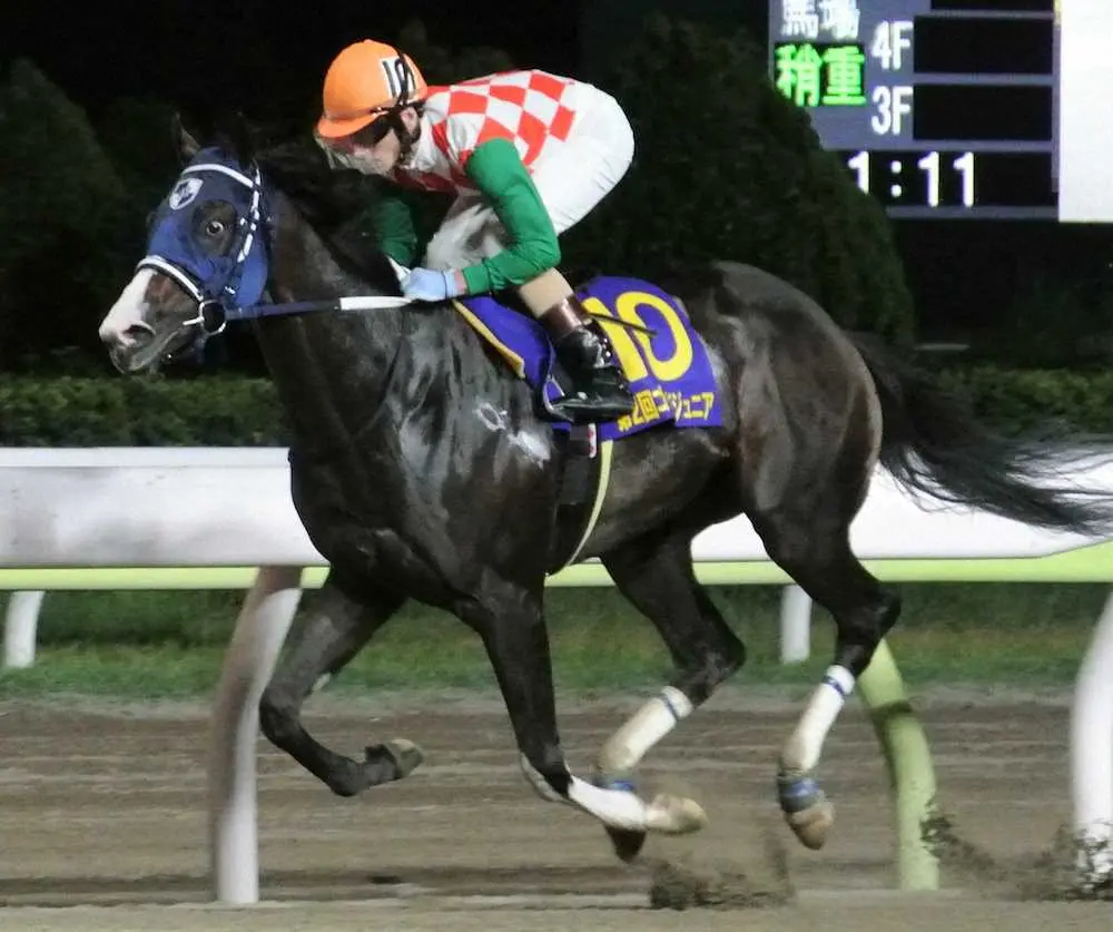 【画像・写真】【大井・ゴールドジュニア】ママママカロニ　9馬身差の圧勝、重賞初制覇