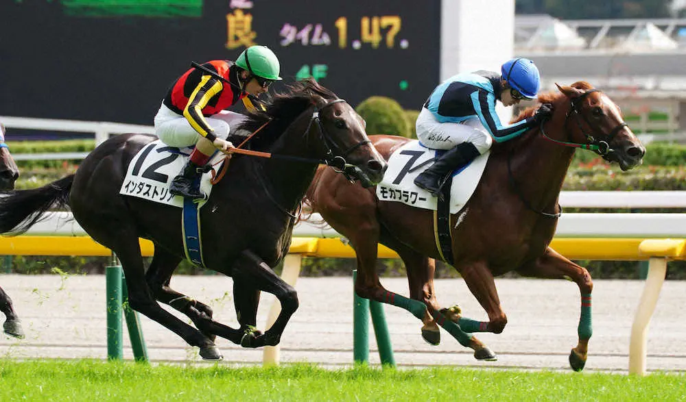 ＜東京5R新馬戦＞レースを制したモカフラワー（右）。左は2着のインダストリア（撮影・郡司　修）