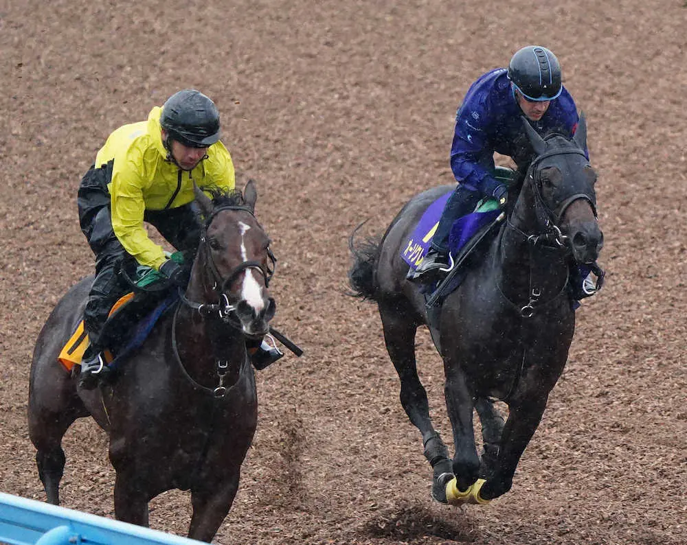 【画像・写真】【菊花賞1週前追い】オーソクレース好感触！ルメール「来週追えばもっと良くなるよ」
