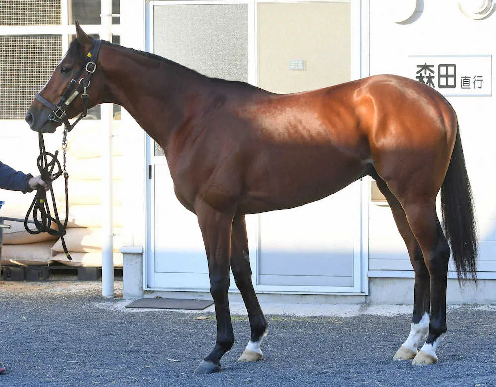 【画像・写真】【有馬記念】モズベッロ75点　毛ヅヤ良好、トモは少し寂しく映る