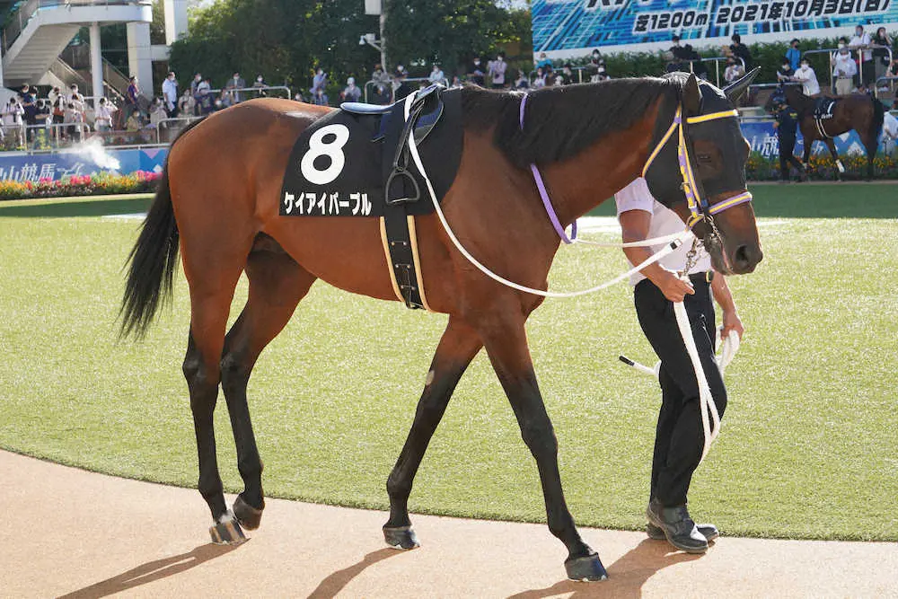 【画像・写真】【佐賀競馬8R　第49回佐賀記念】じゃい本命はケイアイパープル　前走を糧に