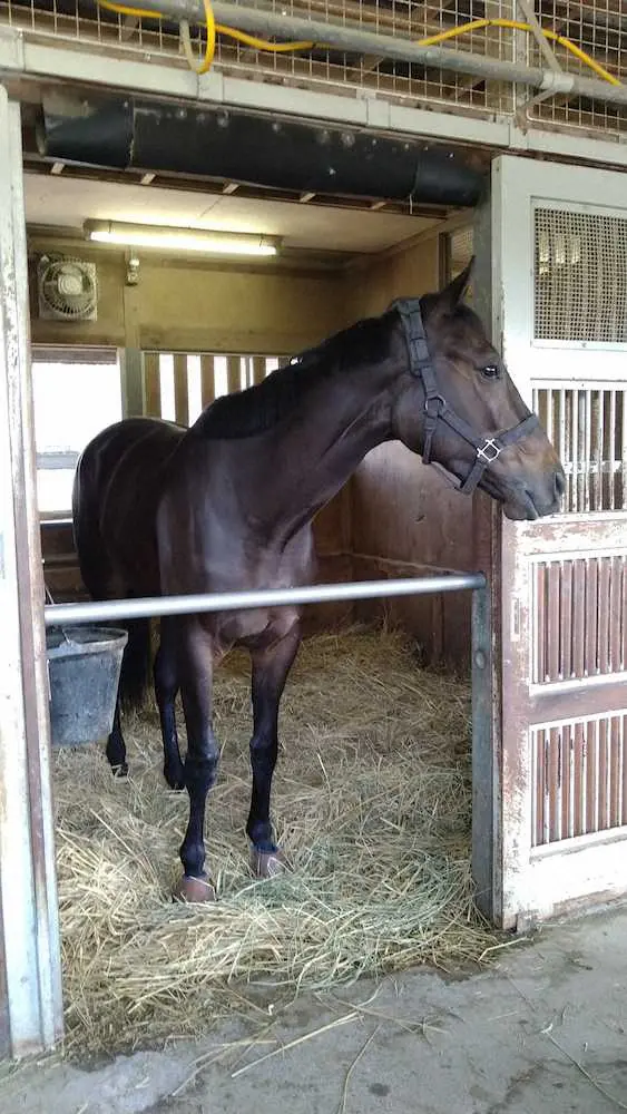 【画像・写真】桜花賞馬スターズオンアース　放牧挟んでオークスへ、陣営は川田の好騎乗称える