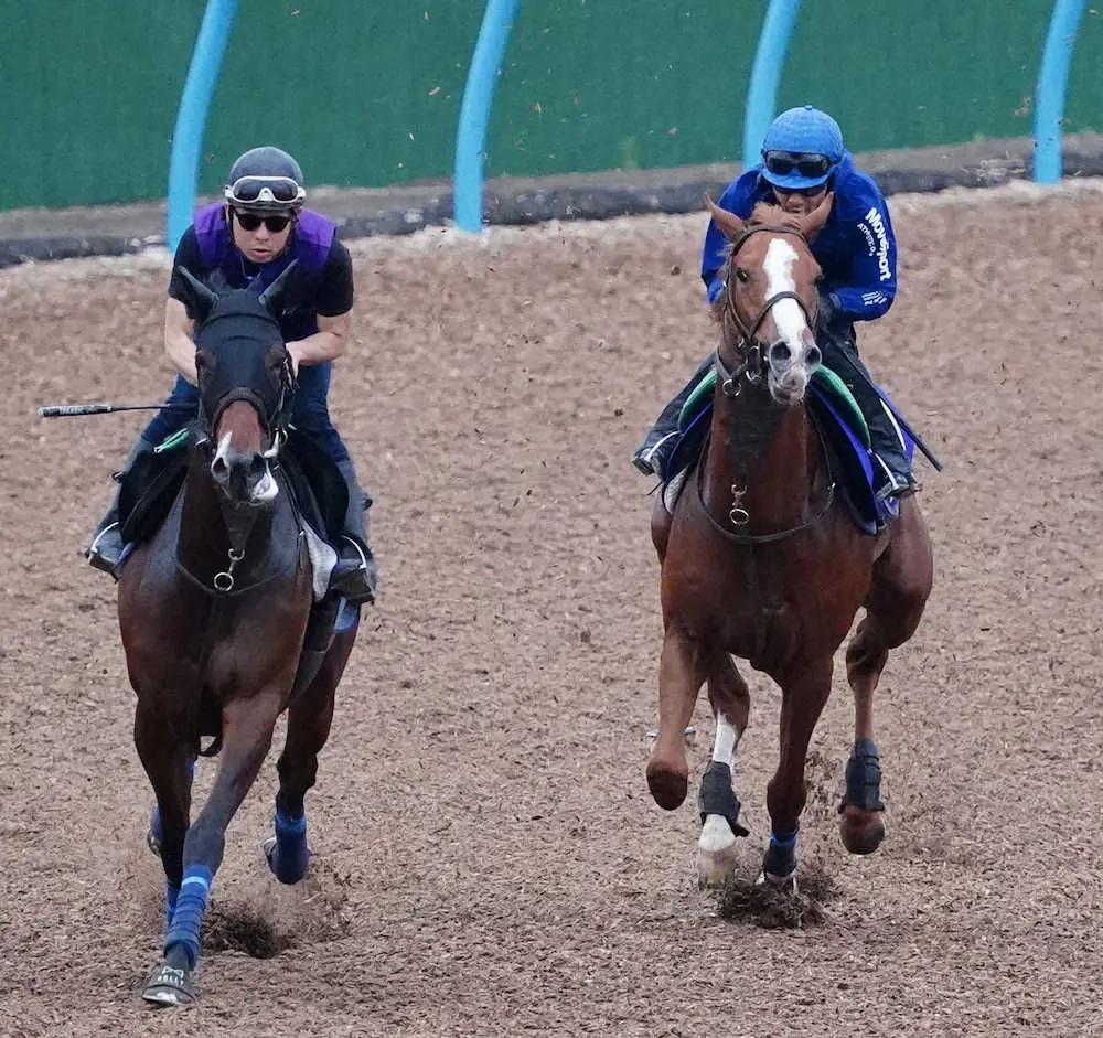 【画像・写真】【NHKマイルC1週前追い】トウシンマカオ　マイルで反撃を、戸崎「順調に来ているし問題ない」