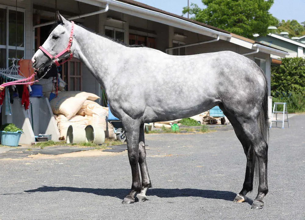 【画像・写真】【ヴィクトリアM】メイショウミモザ80点　キ甲も腹袋も立派