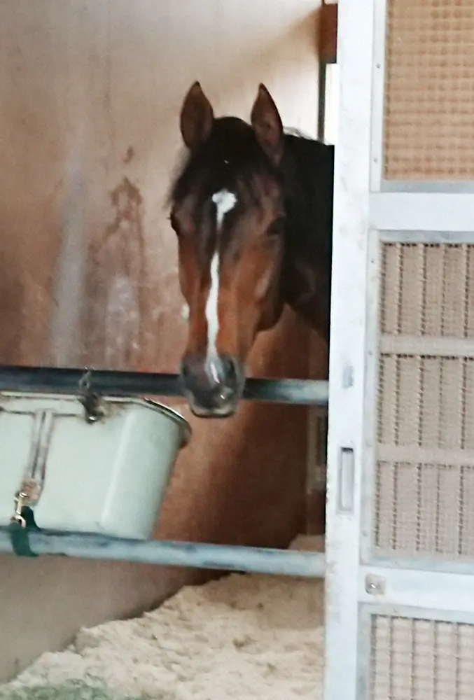 【画像・写真】NHKマイルC制覇から一夜明け　ダノンスコーピオン、変わらず元気