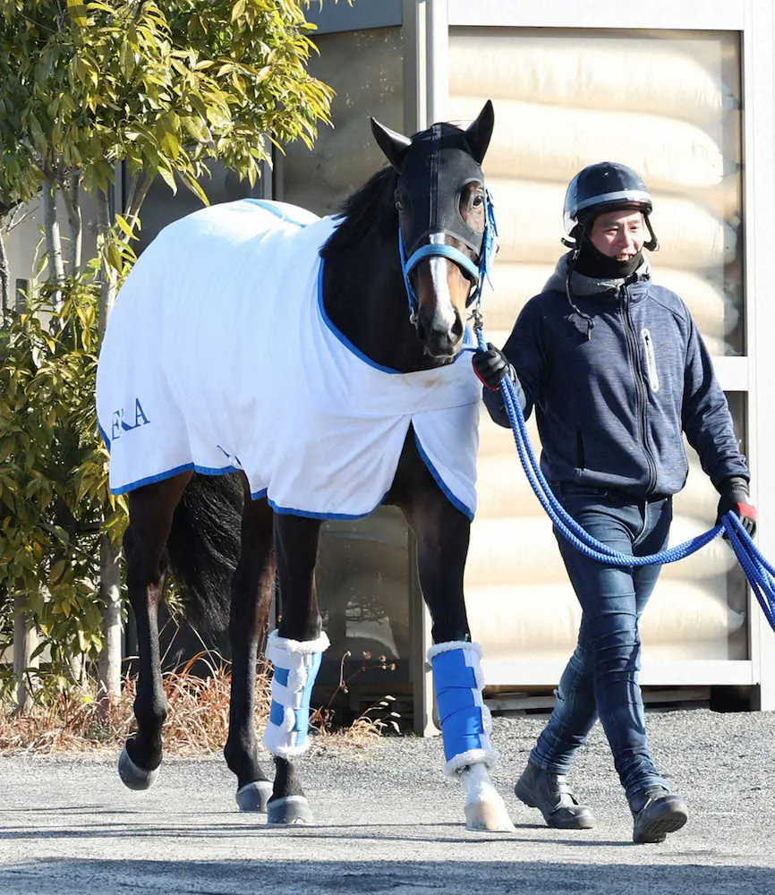 【画像・写真】厩舎周りで運動を行うヘリオス（撮影・亀井直樹）