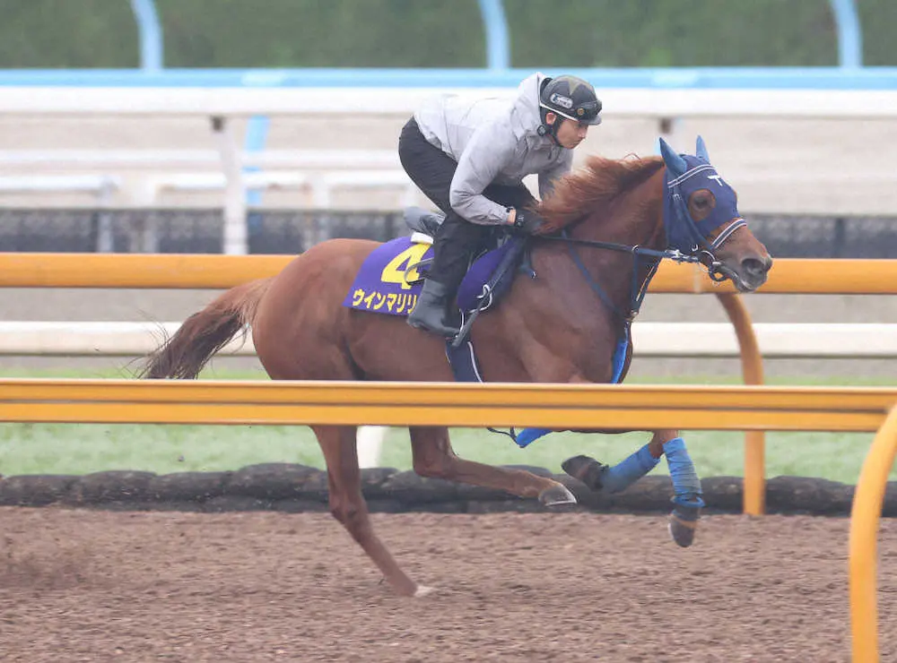 【画像・写真】CWコースで追い切るウインマリリン（撮影・亀井直樹）