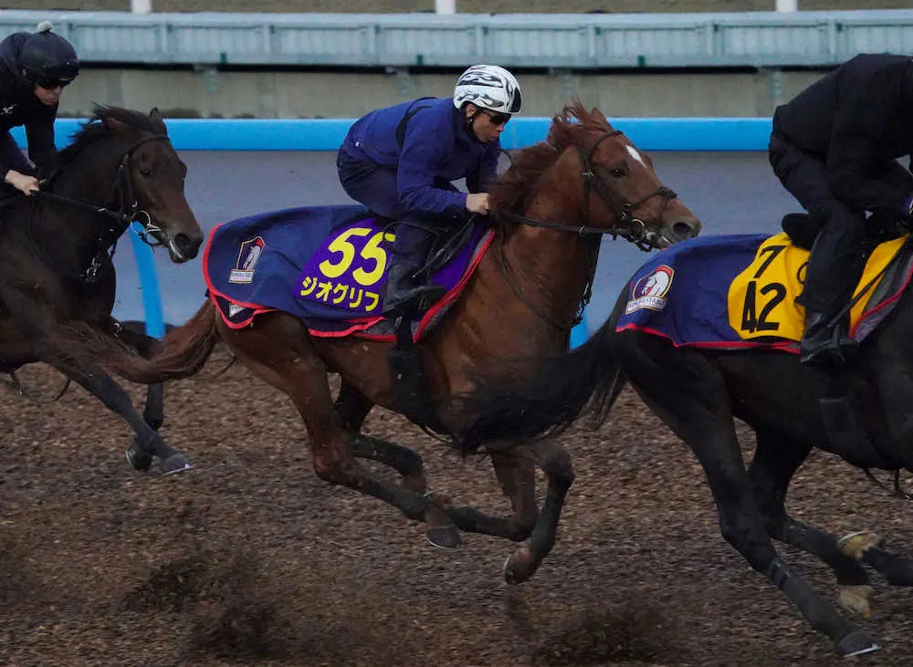 【画像・写真】併せて追い切るジオグリフ（撮影・西川祐介）