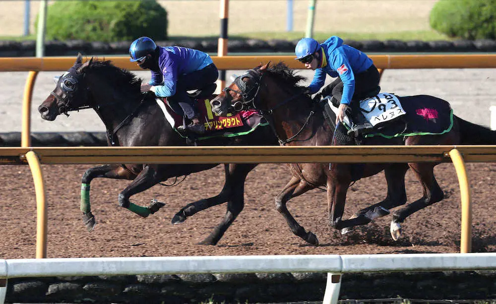 【画像・写真】松山弘平を背にCウッドをアトレイユ、ベレヌス（右）と3頭併せで追い切るデアリングタクト