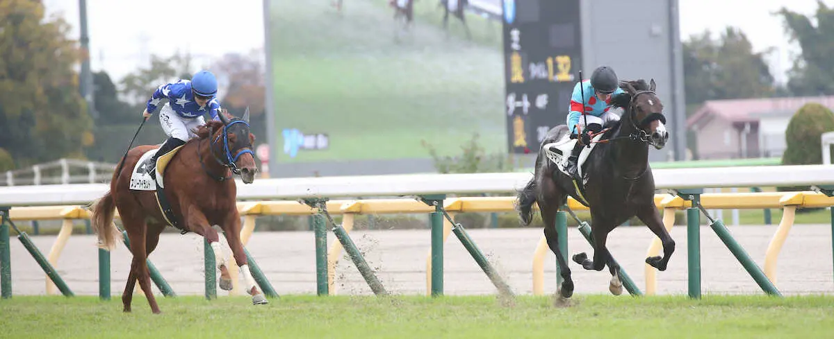 【画像・写真】【東京6R新馬】トラマンダーレがV　マーカンド「最後もしっかり伸びている」