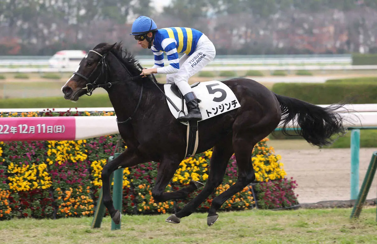 【画像・写真】【阪神5R新馬】トンジンチ4馬身差快勝　藤岡佑「しっかりしてくればさらに強くなる」