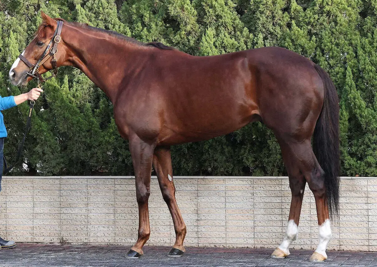 【画像・写真】【有馬記念】ボッケリーニ80点　肩が盛り上がっている半面、トモ、ヒ腹は…