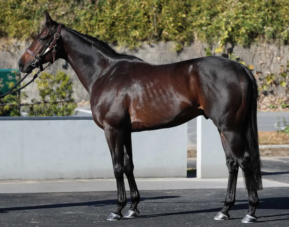 【画像・写真】【有馬記念】ラストドラフト80点　キ甲が発達　完成度高い