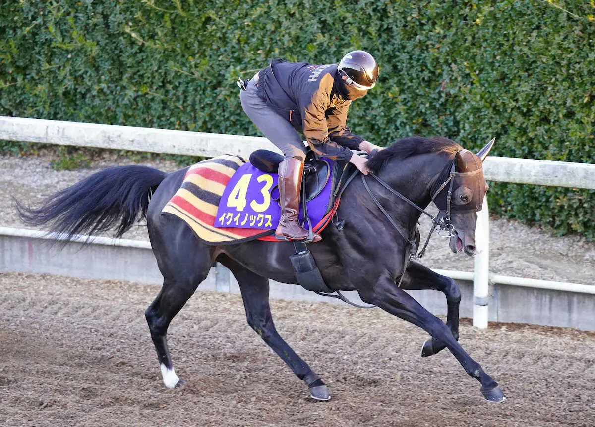 【画像・写真】坂路で調整するイクイノックス（撮影・西川祐介）