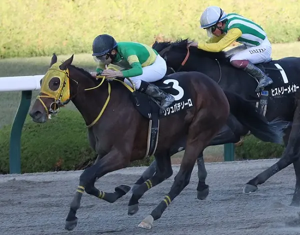 【画像・写真】【大井・東京大賞典】注目はダートの新星　ウシュバテソーロ
