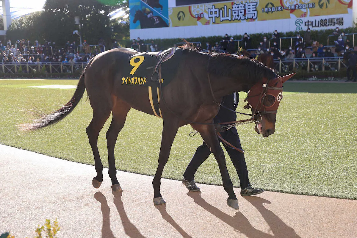【画像・写真】次走は雲取賞に出走予定のナイトオブバンド