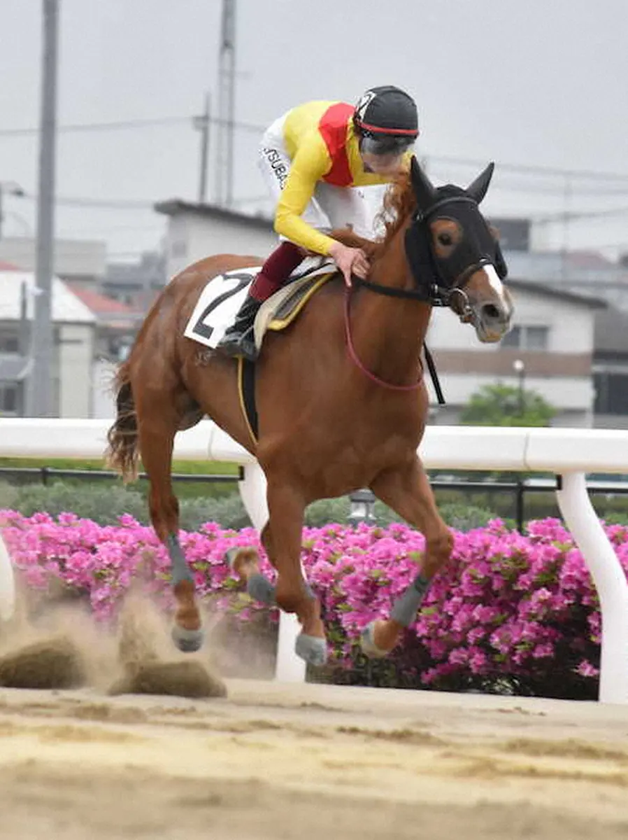 【画像・写真】【川崎12R・カサブランカ特別】コスモマルーン連勝チャンス　距離延長は歓迎