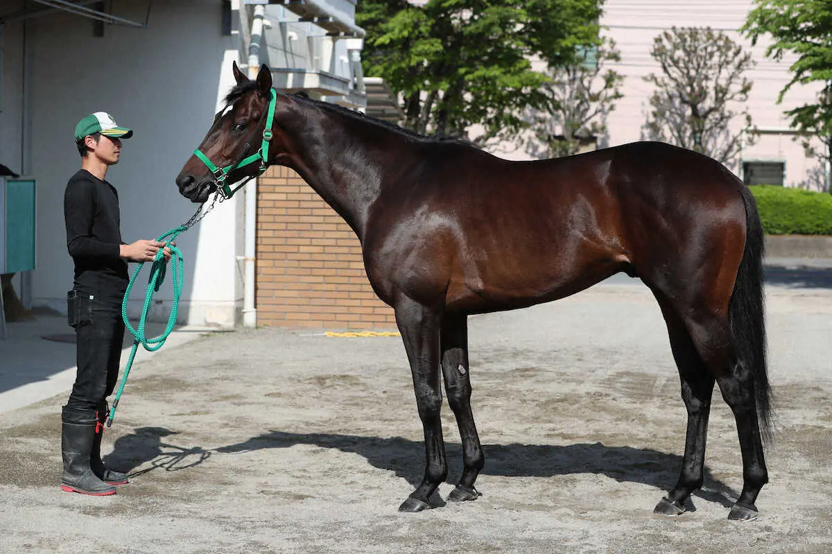 【画像・写真】【日本ダービー】メタルスピード80点　とても美しいシルエット　体形から距離にも対応できそう