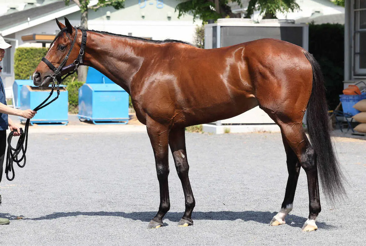 【画像・写真】【日本ダービー】シャザーン85点　つくりに遊びがあって距離はもちそう